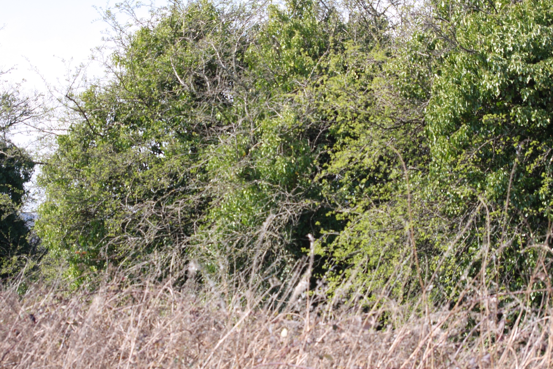 ivy%20trees